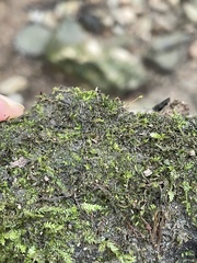 Hygroamblystegium varium