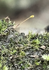 Hygroamblystegium varium