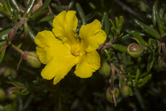 Hibbertia hypericoides