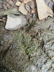 Fissidens bryoides
