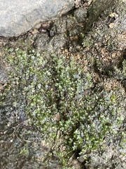 Fissidens bryoides