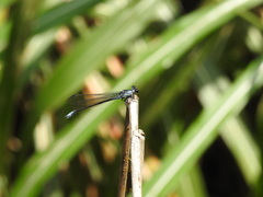 Bayadera brevicauda