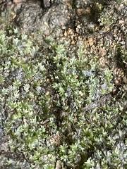 Fissidens bryoides