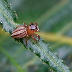 Maratus scutulatus
