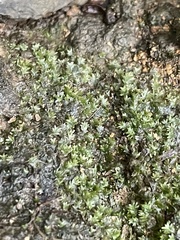 Fissidens bryoides