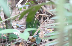 Ailuroedus maculosus