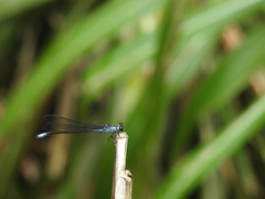 Bayadera brevicauda