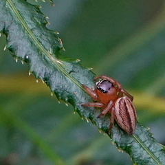 Maratus scutulatus
