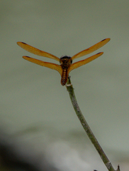 Perithemis domitia