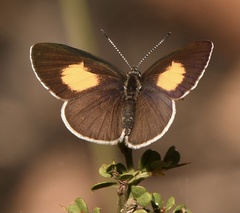 Candalides xanthospilos