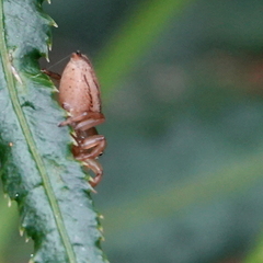 Maratus scutulatus