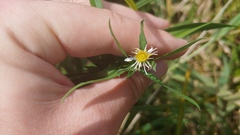 Symphyotrichum lanceolatum lanceolatum