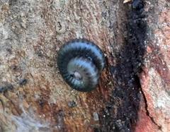 Ommatoiulus moreleti