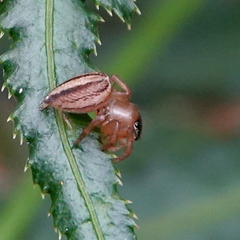 Maratus scutulatus