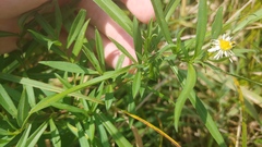 Symphyotrichum lanceolatum lanceolatum