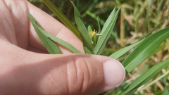 Symphyotrichum lanceolatum lanceolatum