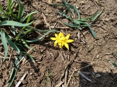 Curculigo orchioides