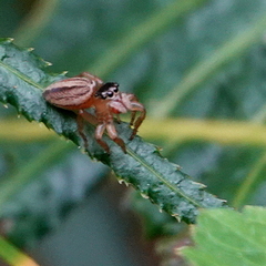 Maratus scutulatus