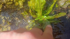 Veronica anagallis-aquatica