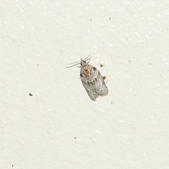 Isotenes miserana