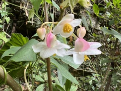 Begonia chuyunshanensis
