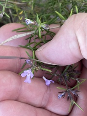 Westringia eremicola