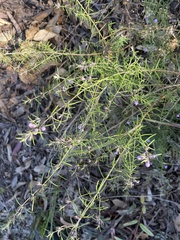 Westringia eremicola