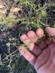 Westringia eremicola