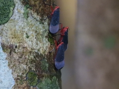 Kalidasa lanata