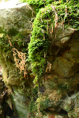 Bryopsida