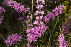 Hypocalymma robustum