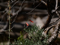 Penstemon