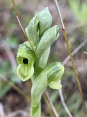 Pterostylis bicolor