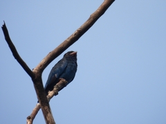 Eurystomus orientalis