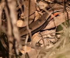 Acritoscincus platynotus