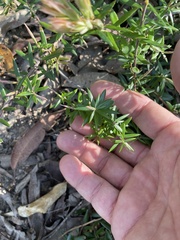 Acrotriche aggregata