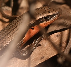 Acritoscincus platynotus