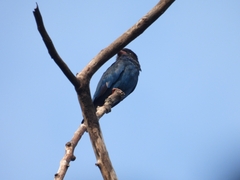 Eurystomus orientalis