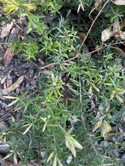 Acrotriche aggregata