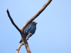 Eurystomus orientalis