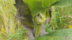 Antistrophus