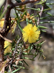 Acacia echinula