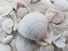 Chione elevata