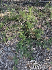 Acrotriche aggregata