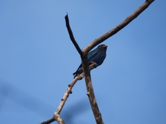 Eurystomus orientalis