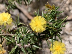 Acacia echinula