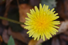 Pilosella officinarum