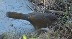 Trochalopteron lineatum