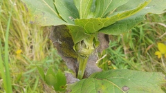 Antistrophus