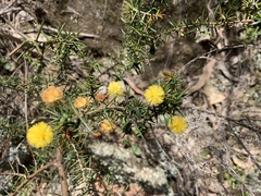Acacia echinula
